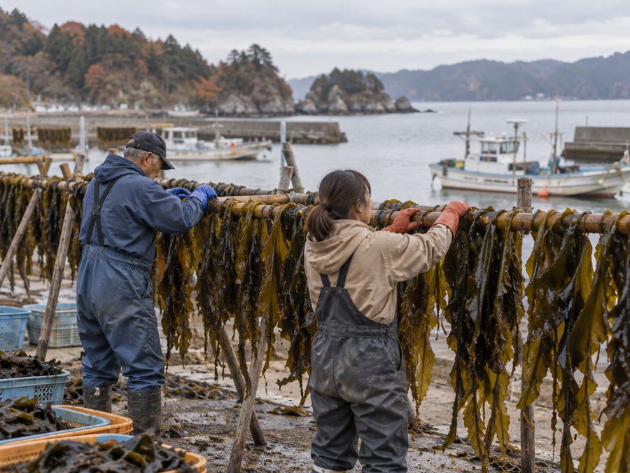 浜でわかめを干す作業(イメージ)